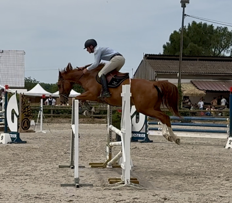 Vente de cheval : Kraker