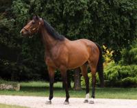 Vente de cheval