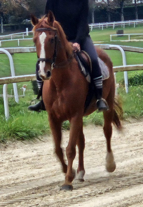 Vente de cheval : As du relais 