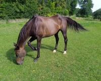 Vente de cheval : Ruby des Novalles