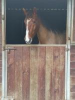 Vente de cheval : Jordy 