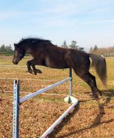 Vente de poney