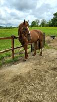 Vente de cheval : Cannelle