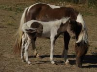 Vente de poney
