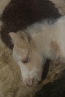 Vente de poney