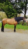 Vente de cheval : Alberoto