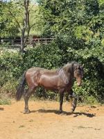 Vente de cheval : bandolero