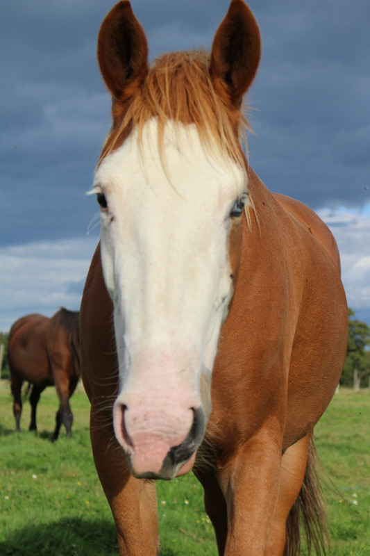 Vente de cheval : kohana