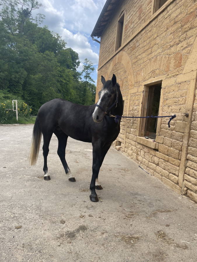 Vente de cheval : Marlow Jo d?Albiane