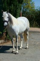 Vente de poney
