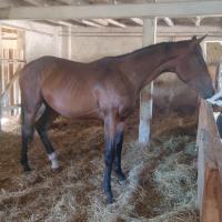 Vente de cheval : Lto du rompay