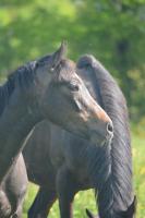 Vente de cheval : ORPHEE DU ROMPAY