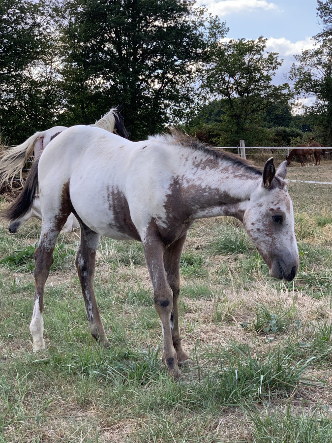 Vente de cheval : Patcho Datala