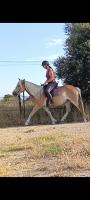 Vente de cheval : Laura