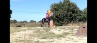 Vente de cheval : Mistral
