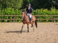 Vente de cheval : Conello V