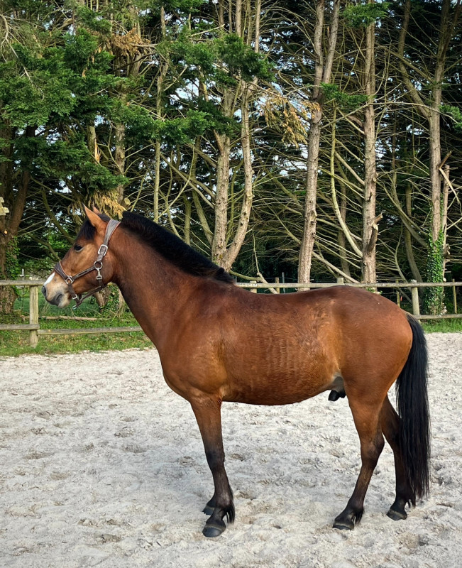 Vente de poney