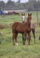 Vente de cheval : Opium d'Austral