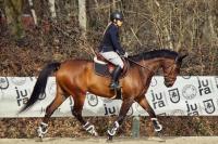 Vente de cheval : Beau Hongre