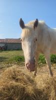 Vente de cheval : HURACAN