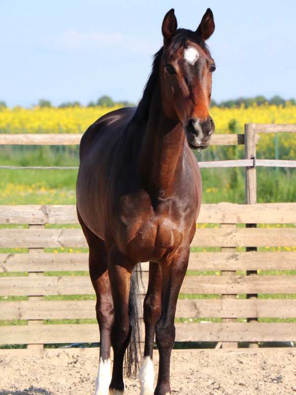 Vente de cheval : Regina Regenbogen