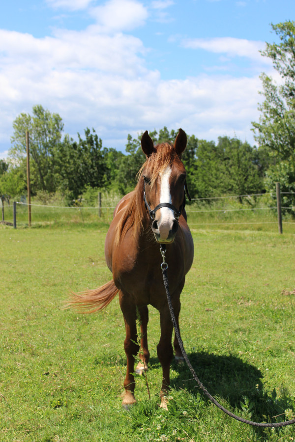 Vente de cheval : Kinoui PDG