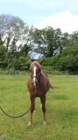 Vente de cheval : Komete PDG