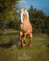 Vente de cheval : Queixodo LG