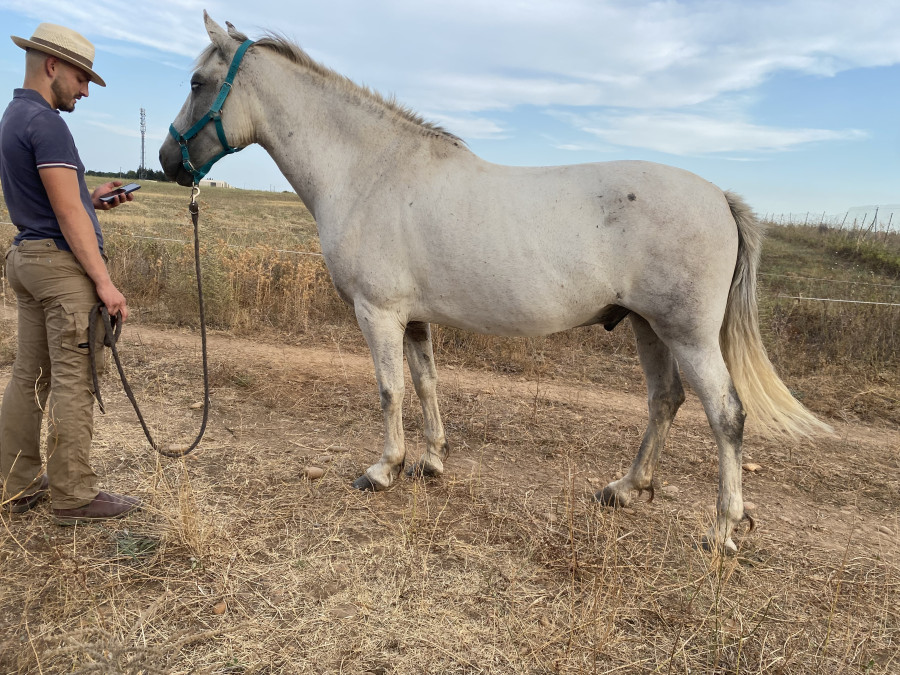 Vente de cheval : Torero