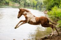 Vente de cheval : Njall d'Aura