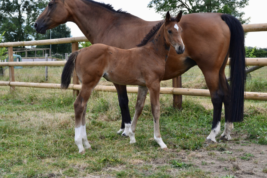 Vente de cheval : Pandore de l'Omel