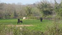 Haras des kelpies