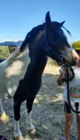Vente de poney