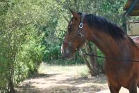 Vente de cheval : E UFANO