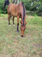 Vente de cheval : Bonanga