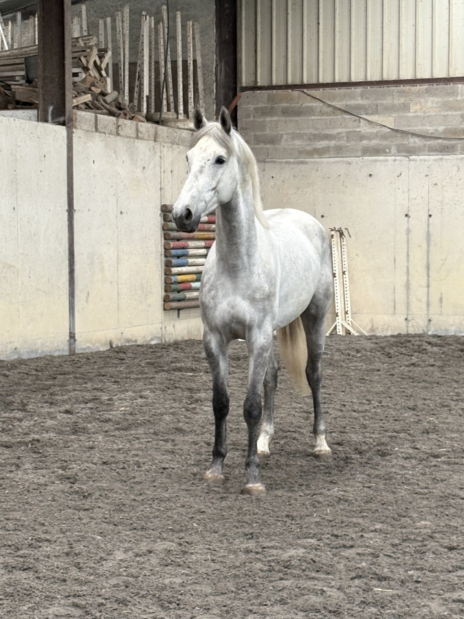 Vente de cheval : Lords 