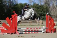 Vente de cheval : Jacaranda Menezes
