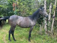 Vente de cheval : Nemca 