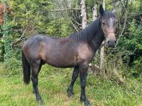 Vente de cheval : Oups