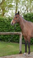 Vente de cheval : Dream Park