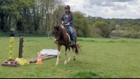 Vente de cheval : Minos