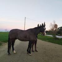 Vente de cheval : Helicio