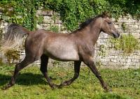 Vente de cheval : Narham du Rostaing