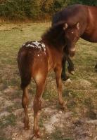 Vente de poney