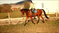 Vente de cheval : Heartiness d'ambouch 