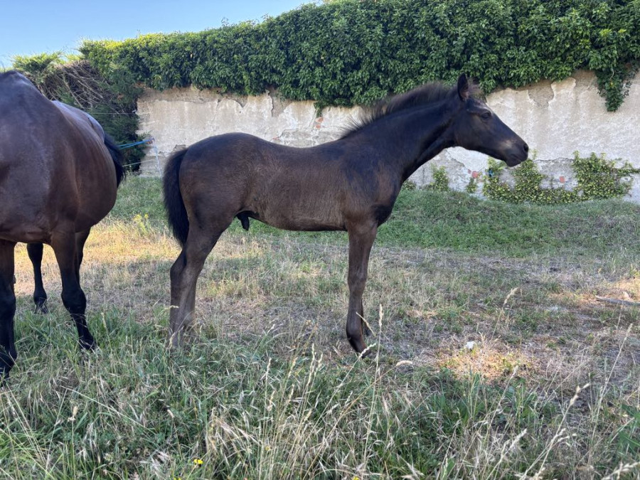 Vente de poney