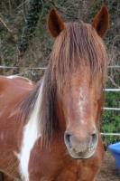 Vente de cheval : Ppito 