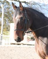 Vente de cheval : Moustic