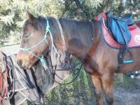Vente de cheval : Platon 