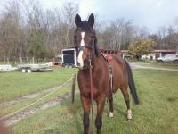 Vente de cheval : Platon 